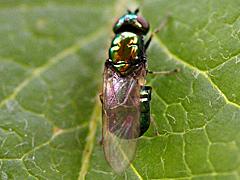 Soldier Fly